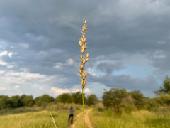 Schmidtia pappophoroides