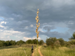 Schmidtia pappophoroides