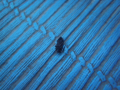 Polemius denticornis