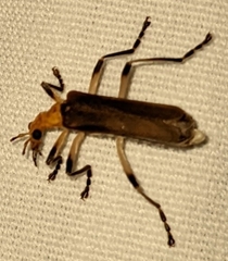 Chauliognathus cinguliventris