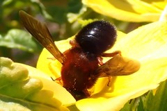 Megachile sicula