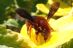 Megachile sicula