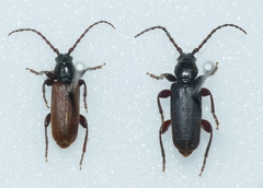 Tetropium castaneum
