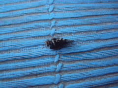 Pterotaenia fasciata