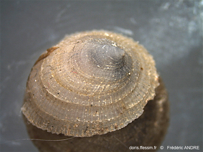 Trimusculus mammillaris