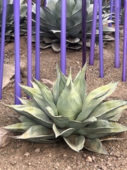 Agave ovatifolia