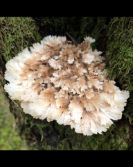 Gloiodon occidentalis