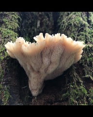 Gloiodon occidentalis