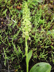 Platanthera pollostantha
