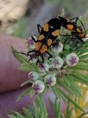 Oncopeltus spectabilis