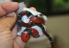 Pliocercus elapoides