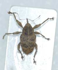 Curculio venosus