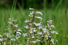 Penstemon gracilis gracilis