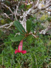 Tabebuia schumanniana