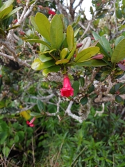 Tabebuia schumanniana