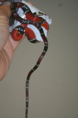 Pliocercus elapoides