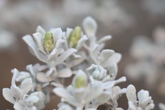 Cratystylis conocephala