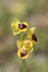 Ophrys sicula