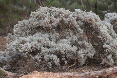 Cratystylis conocephala