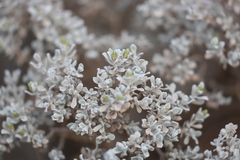Cratystylis conocephala