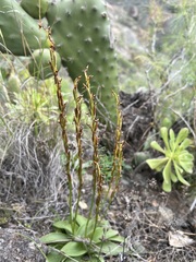 Habenaria tridactylites
