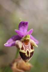 Ophrys heldreichii