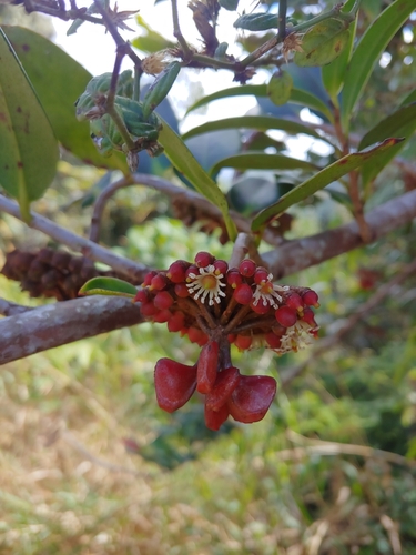 Shingleplant (Marcgravia sintenisii)