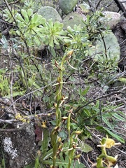 Habenaria tridactylites