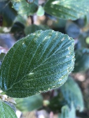 Cercocarpus betuloides blancheae