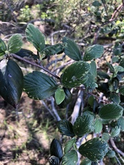 Cercocarpus betuloides blancheae