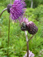 Cirsium schantarense