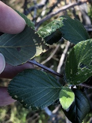 Cercocarpus betuloides blancheae