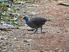 Crypturellus tataupa