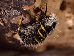 Lycia florentina
