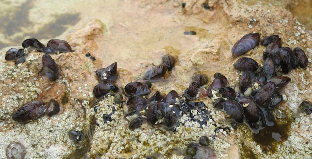 Mytilaster minimus