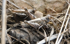 Dociostaurus jagoi occidentalis