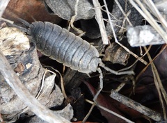 Porcellio hoffmannseggii