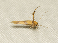 Stathmopoda crassella