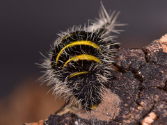 Lycia florentina