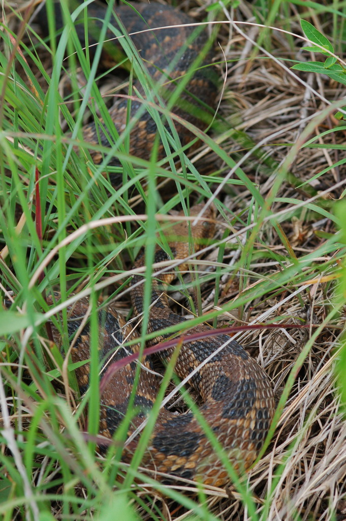 Timber Rattlesnake in June 2012 by squamatologist. Timber Rattlesnake ...