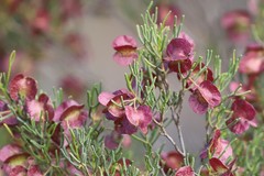 Dodonaea stenozyga
