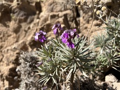 Erysimum albescens