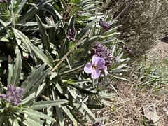 Erysimum albescens