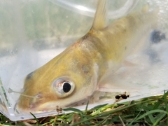 Ictalurus punctatus