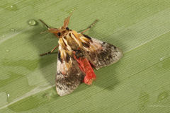 Aidos perfusa admiranda
