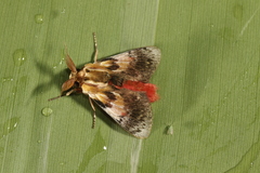 Aidos perfusa admiranda