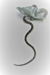 Pliocercus elapoides