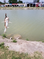 Ictalurus punctatus