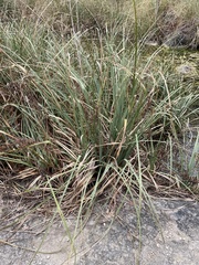 Cladium mariscus jamaicense