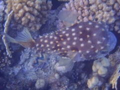 Cyclichthys spilostylus